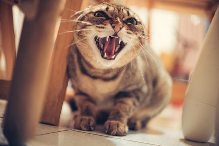 Why Do Cats Hiss?