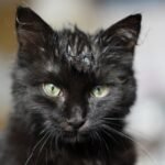 Why Do Cats Hate Water?