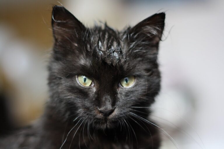 Why Do Cats Hate Water?
