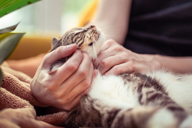 10 Cat Breeds That Bond With One Person And Treat Everyone Else Poorly