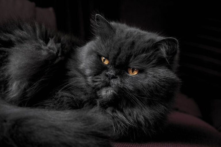 12 Cat Breeds That Hate Being Touched - And Make You Regret Trying