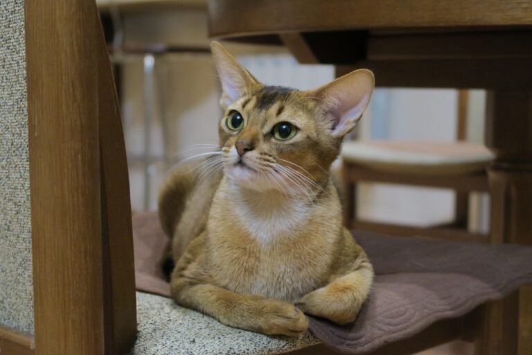 12 Cat Breeds That Cannot Live Peacefully in Small Apartments