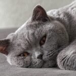 12 Cat Breeds That Get Mean as They Age - A Nightmare for Long-Term Owners