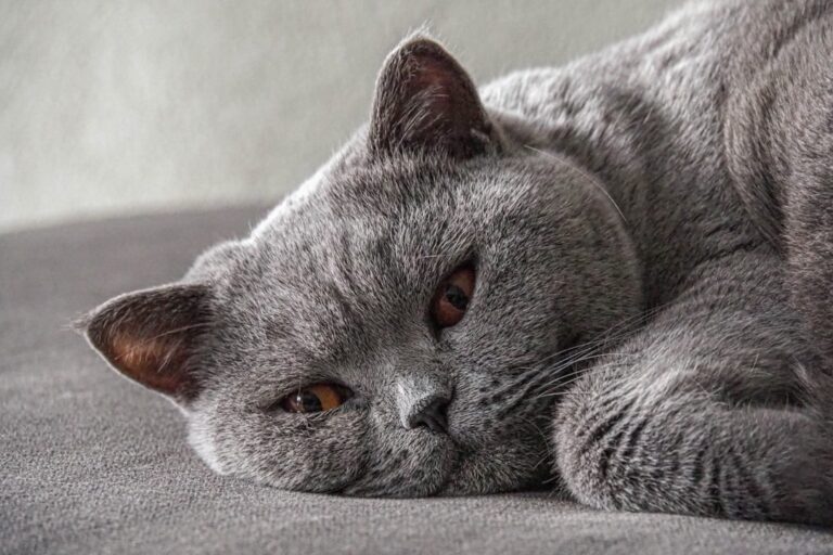12 Cat Breeds That Get Mean as They Age - A Nightmare for Long-Term Owners
