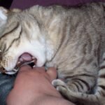 10 Cat Breeds That Bite First and Ask Questions Later