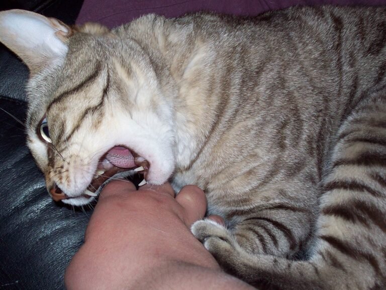 10 Cat Breeds That Bite First and Ask Questions Later