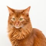 10 Cat Breeds That Manipulate Owners With Their Behavior (Experts Explain How)