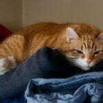 7 Reasons Why Your Cat Loves Your Laundry