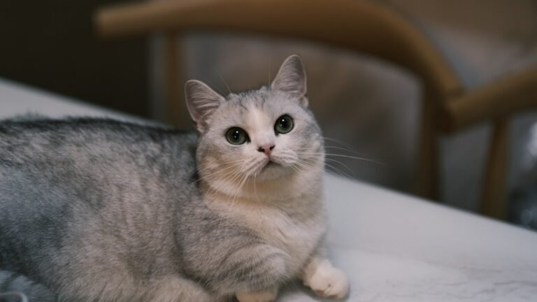 8 Cat Breeds Vets Say To Avoid in Michigan