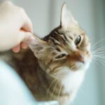 Your Cat's Favorite Human Isn't Who You Think It Is