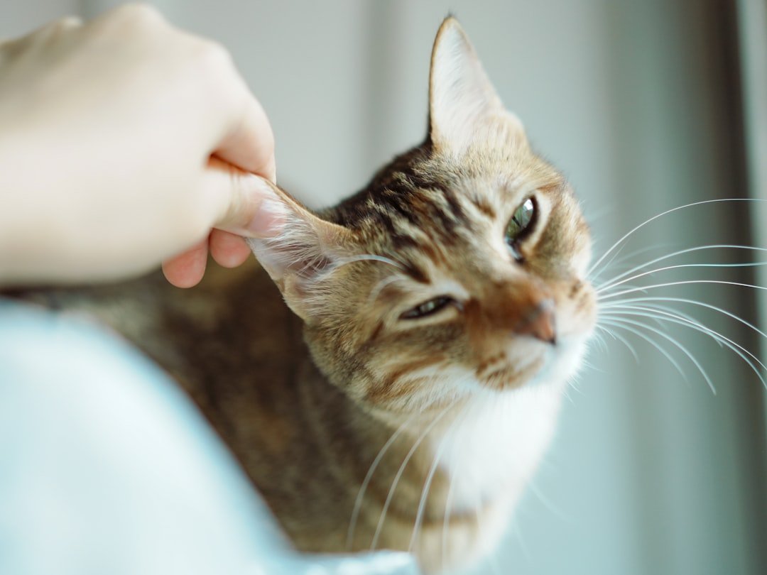 Your Cat's Favorite Human Isn't Who You Think It Is