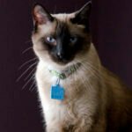 If You're a Scorpio, These Cat Breeds Can Handle Your Intensity