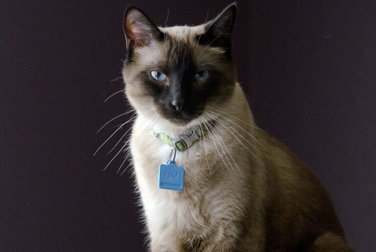 If You're a Scorpio, These Cat Breeds Can Handle Your Intensity