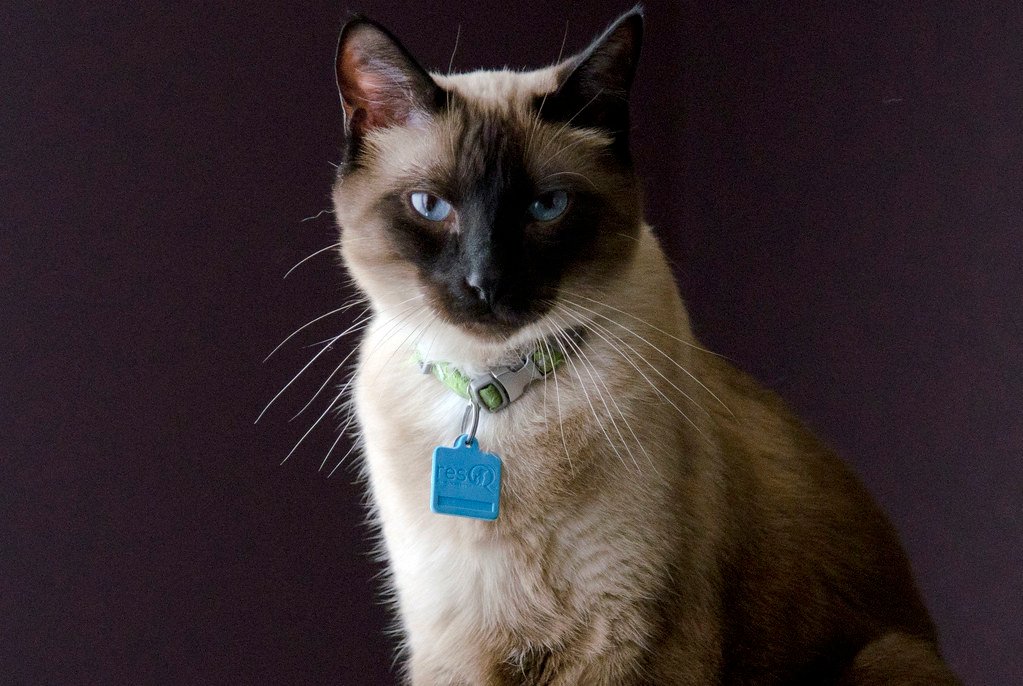 If You're a Scorpio, These Cat Breeds Can Handle Your Intensity