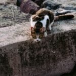 10 Things Only Cat Owners Understand - and Dog Owners Never Will