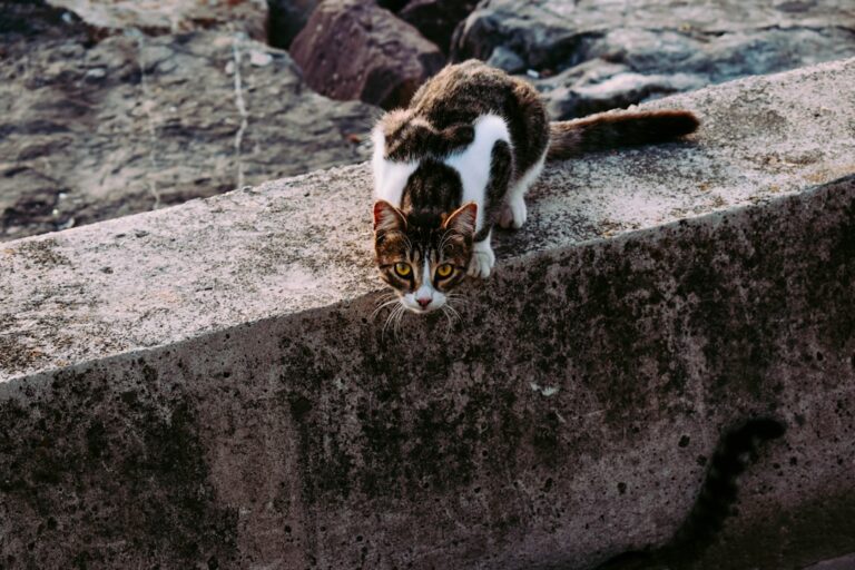 10 Things Only Cat Owners Understand - and Dog Owners Never Will