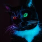 8 Myths About Cats Debunked by Science