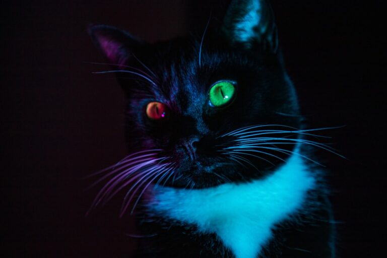 8 Myths About Cats Debunked by Science
