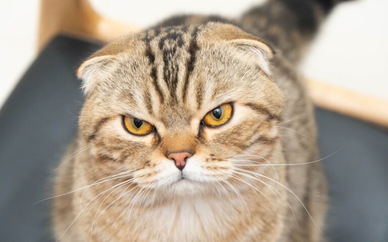 10 Cat Breeds Vets Secretly Wish People Would Stop Adopting