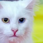 10 Cat Breeds That Absolutely Refuse to Bond With Their Owners