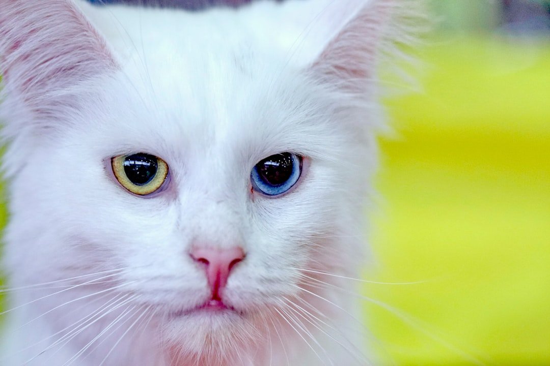 10 Cat Breeds That Absolutely Refuse to Bond With Their Owners