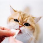 8 Mistakes People Often Make When Caring for Cats
