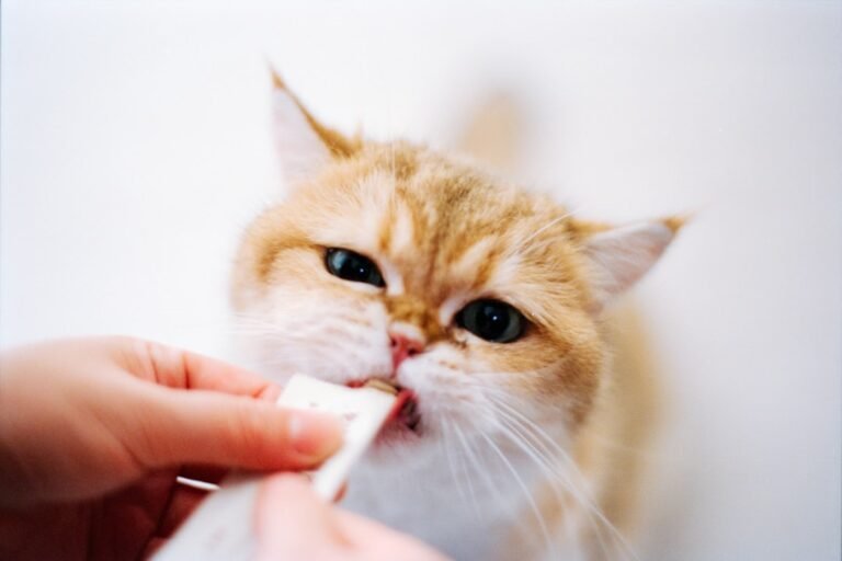 8 Mistakes People Often Make When Caring for Cats