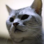 16 Most Popular Cat Names