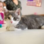 12 Cat Breeds Ideal for Families With Kids (And 10 That Aren't)