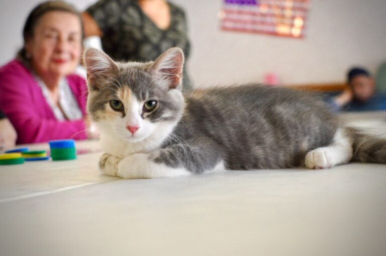 12 Cat Breeds Ideal for Families With Kids (And 10 That Aren't)