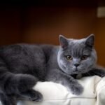 12 Cat Breeds That Veterinarians Recommend for Senior Owners in Florida