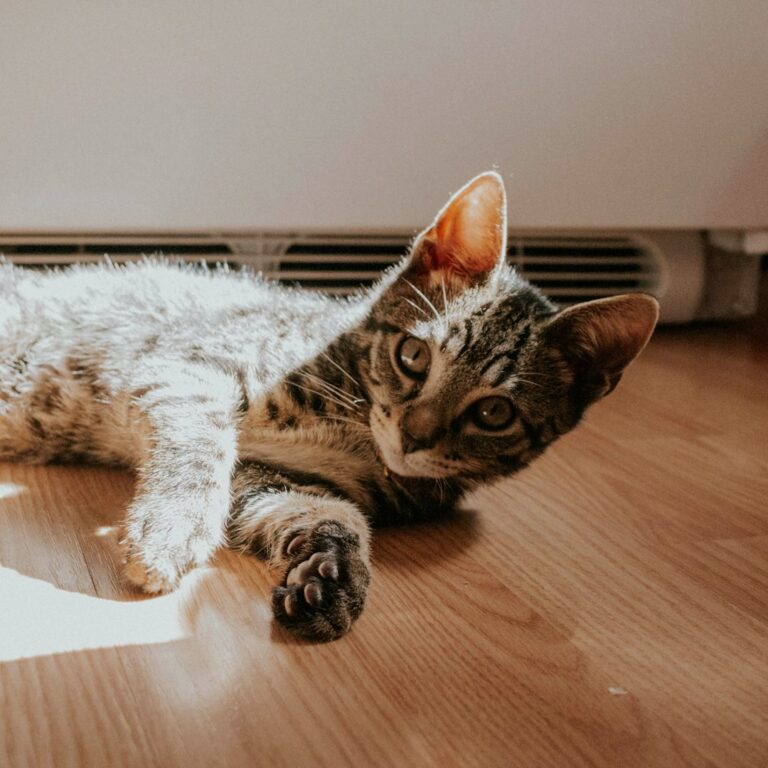 10 Cat Breeds Best Suited for Hot Southern States Like Texas and Florida
