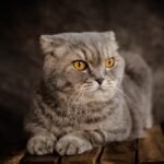 12 Cat Breeds With the Worst Temperaments in the Pet World