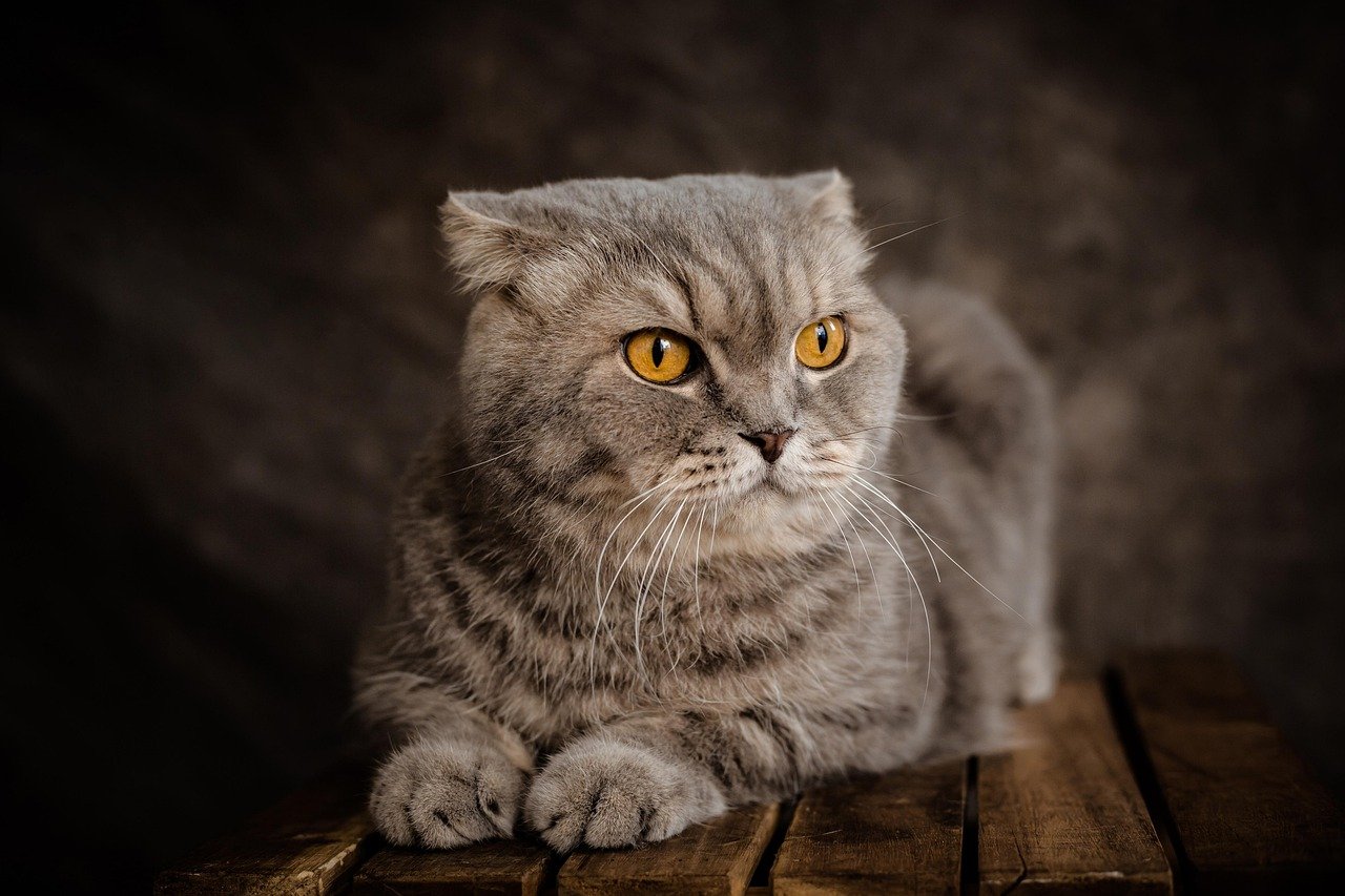 12 Cat Breeds With the Worst Temperaments in the Pet World