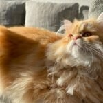 10 Cat Breeds That Fit the Laid-Back Lifestyle of Pacific Northwest States