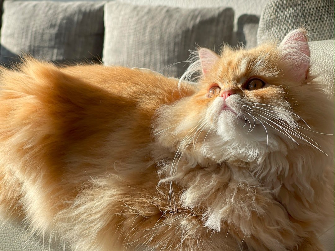 10 Cat Breeds That Fit the Laid-Back Lifestyle of Pacific Northwest States