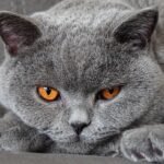 12 Cat Breeds That Will Ignore You No Matter How Much Love You Give Them