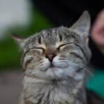 10 Things Cats Do Differently When They're Truly Happy