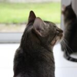 Why Cats Sit With Their Backs to You (and Why It Matters)