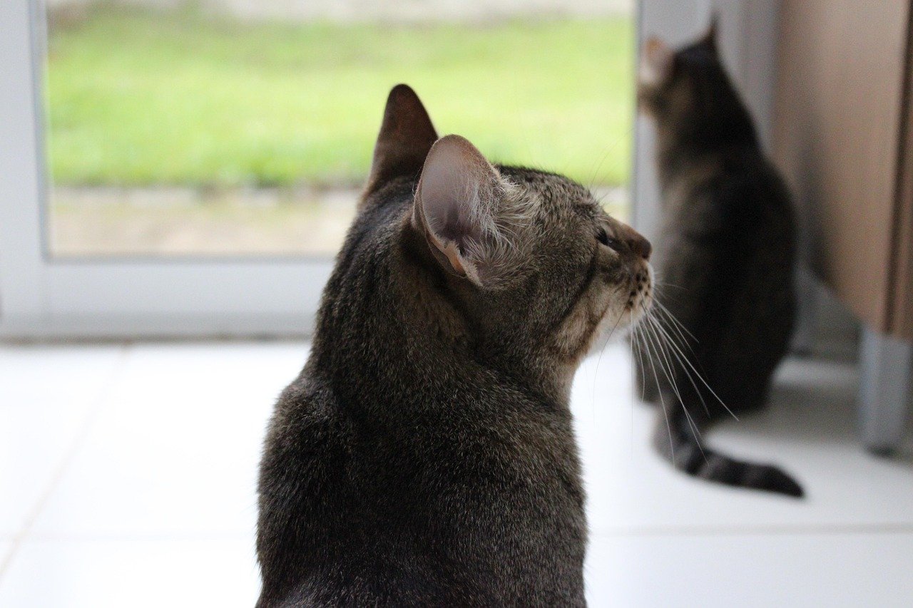Why Cats Sit With Their Backs to You (and Why It Matters)