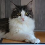Meet 10 Cat Breeds That Make Great Home Guardians