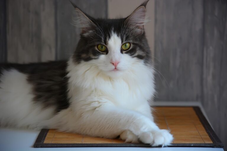 Meet 10 Cat Breeds That Make Great Home Guardians