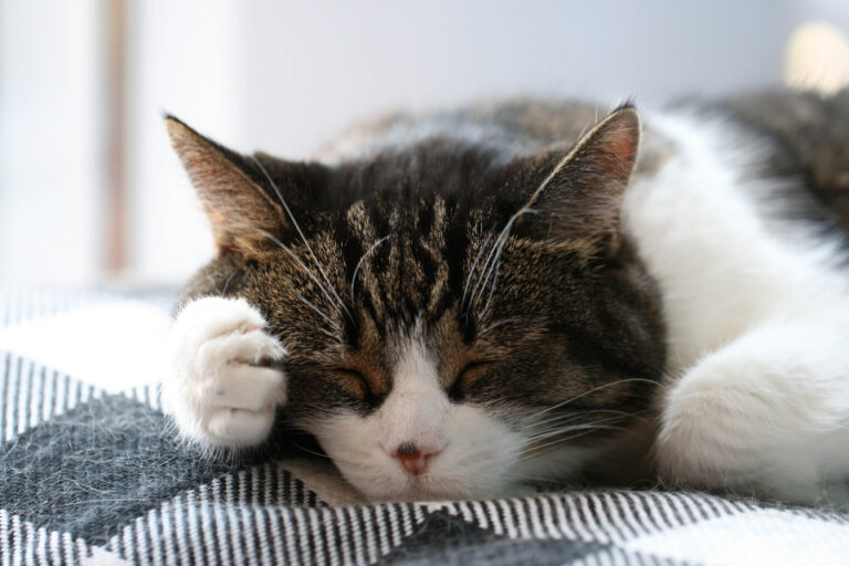What It Means When Your Cat Changes Sleeping Spots