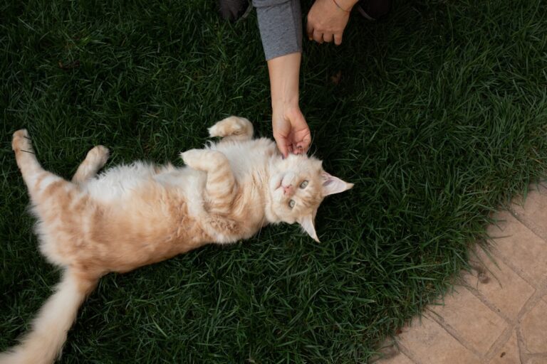 10 Subtle Ways Cats Show Love (That Only True Cat People Notice)