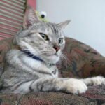 7 Things Your Cat Does That Prove They're Secretly Judging You