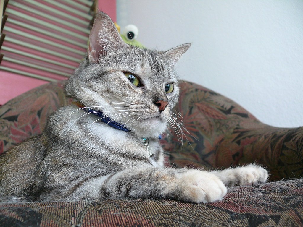 7 Things Your Cat Does That Prove They're Secretly Judging You