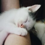10 Cat Breeds That Sleep Beside Their Humans for Comfort