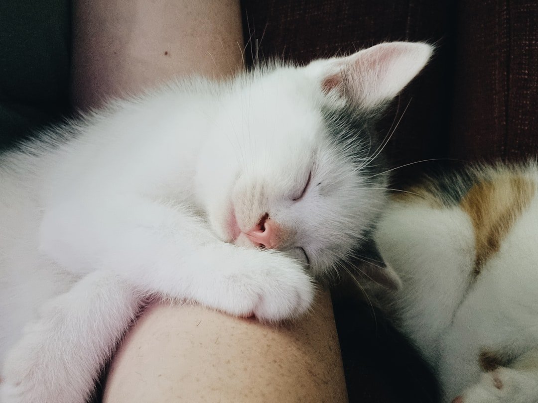 10 Cat Breeds That Sleep Beside Their Humans for Comfort