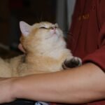 Your Cat's Kneading Isn't Just Comfort; It's a Deep Mark of Trust