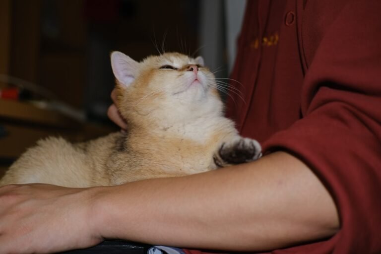 Your Cat's Kneading Isn't Just Comfort; It's a Deep Mark of Trust